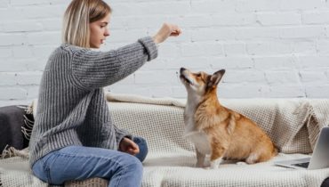 stop antisocial behavior from dog