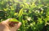 does organic tea make a difference in the environment