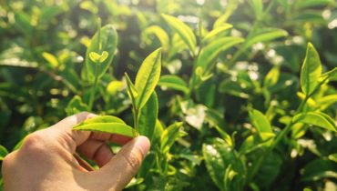 does organic tea make a difference in the environment