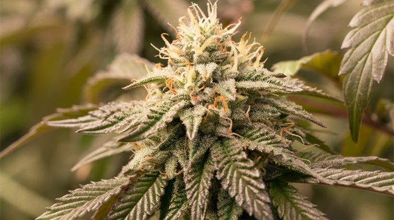 best strain of weed to grow outdoors