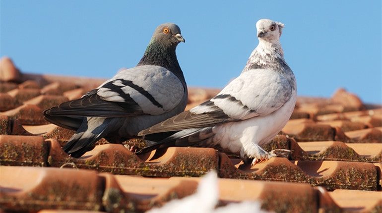 property modifications keep pigeons away
