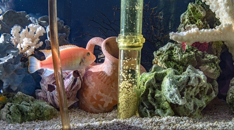 tools on cleaning algae in aquariums