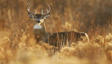 deer hunting tips and strategies