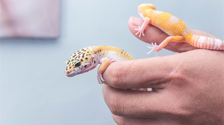 feeding pet gecko