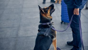 training protection dogs
