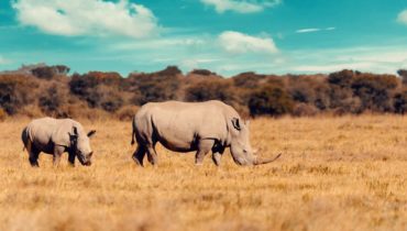 survival from dvf rhino habitats